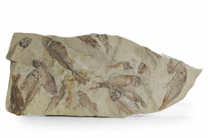 Fossil Fish (Gosiutichthys) Mortality Plate - Wyoming #357176